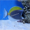 POWDER BLUE TANG